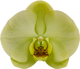 tamaño de la flor: 355578