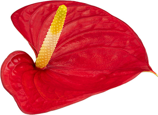 bloemgrootte: 2000880