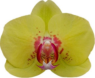 bloemgrootte: 1009625