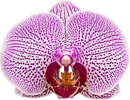 tamanho da flor: 313926