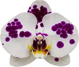 tamanho da flor: 313994