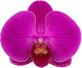 tamaño de la flor: 334744