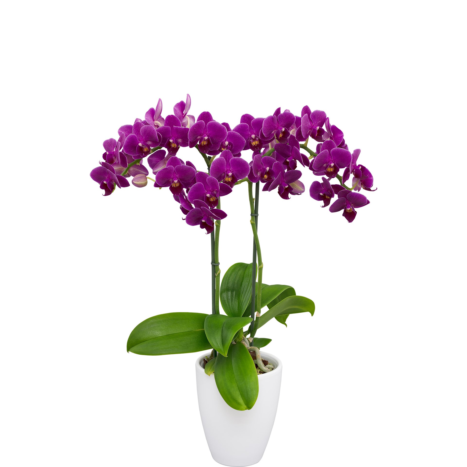 Floricultura - 236200