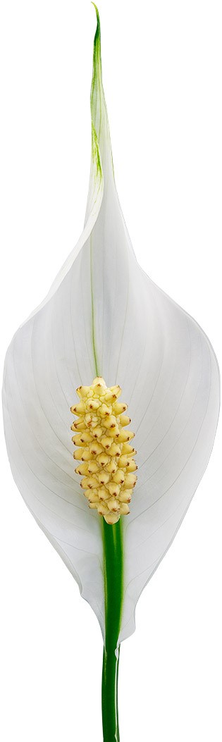 bloemgrootte: 1011586