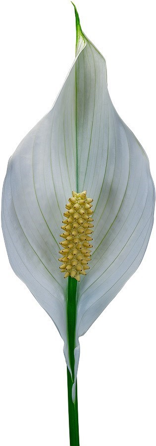 tamaño de la flor: 1011590