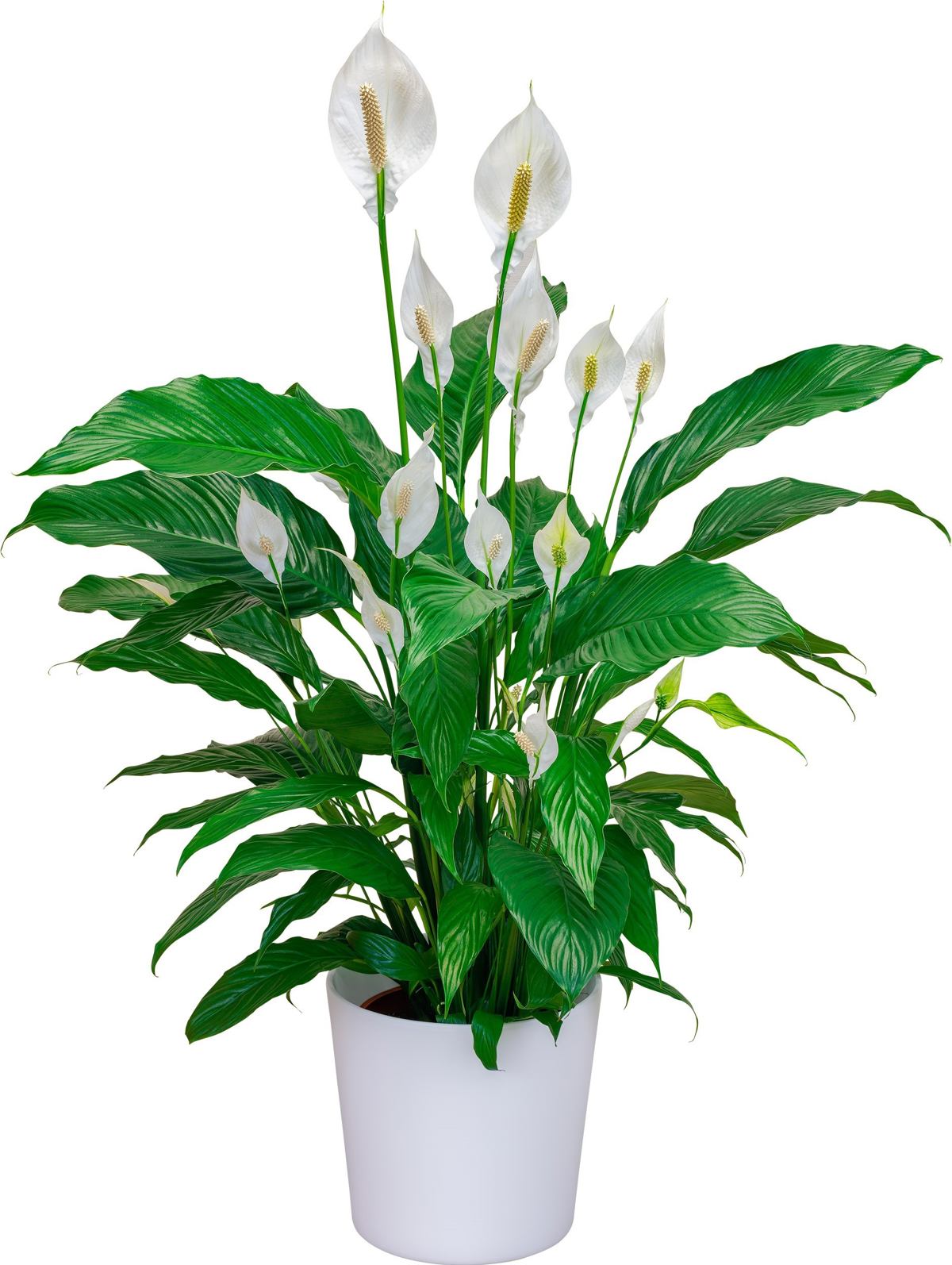 Floricultura Spathiphyllum Floricultura Spathiphyllum