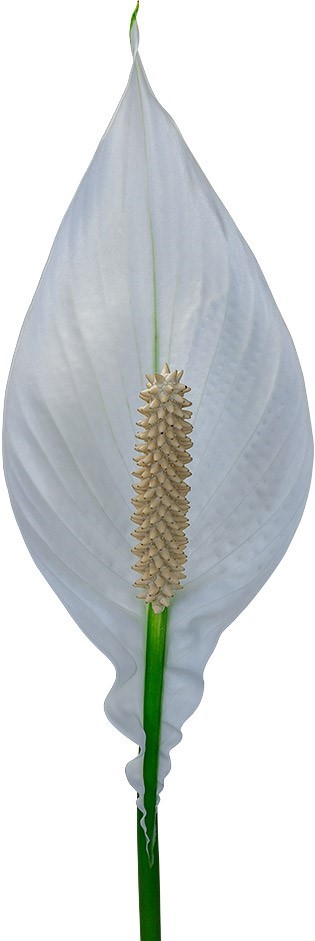 tamaño de la flor: 1011589