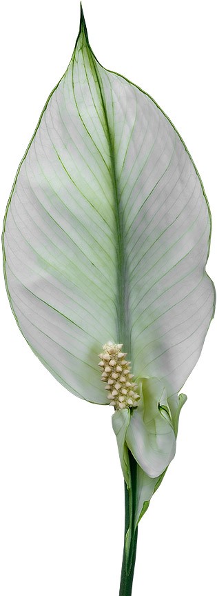 bloemgrootte: 1011952