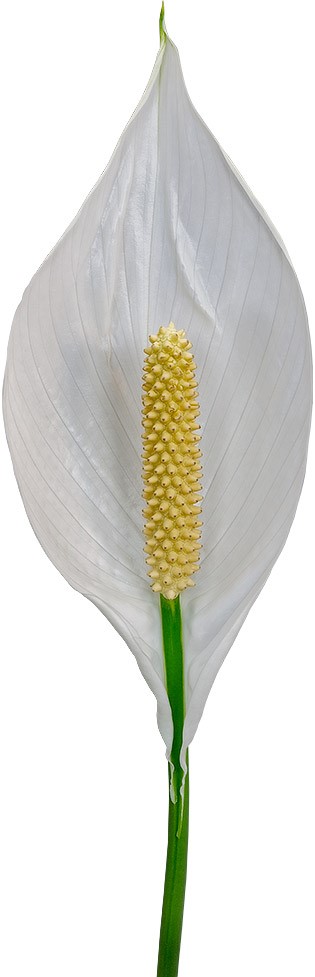 flower size: 1011948