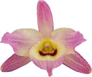 tamanho da flor: 70165