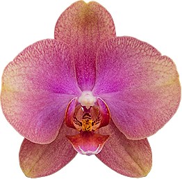 tamanho da flor: 316120