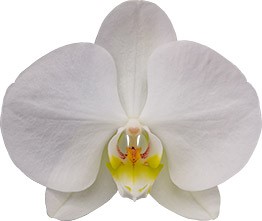 bloemgrootte: 345900