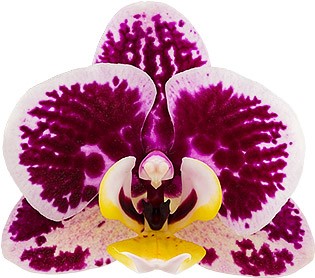 tamaño de la flor: 6