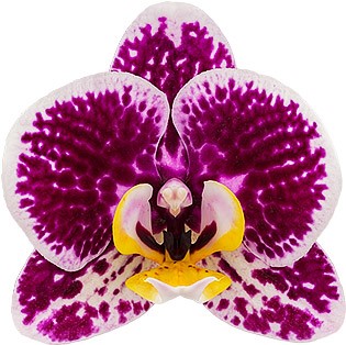 tamaño de la flor: 6