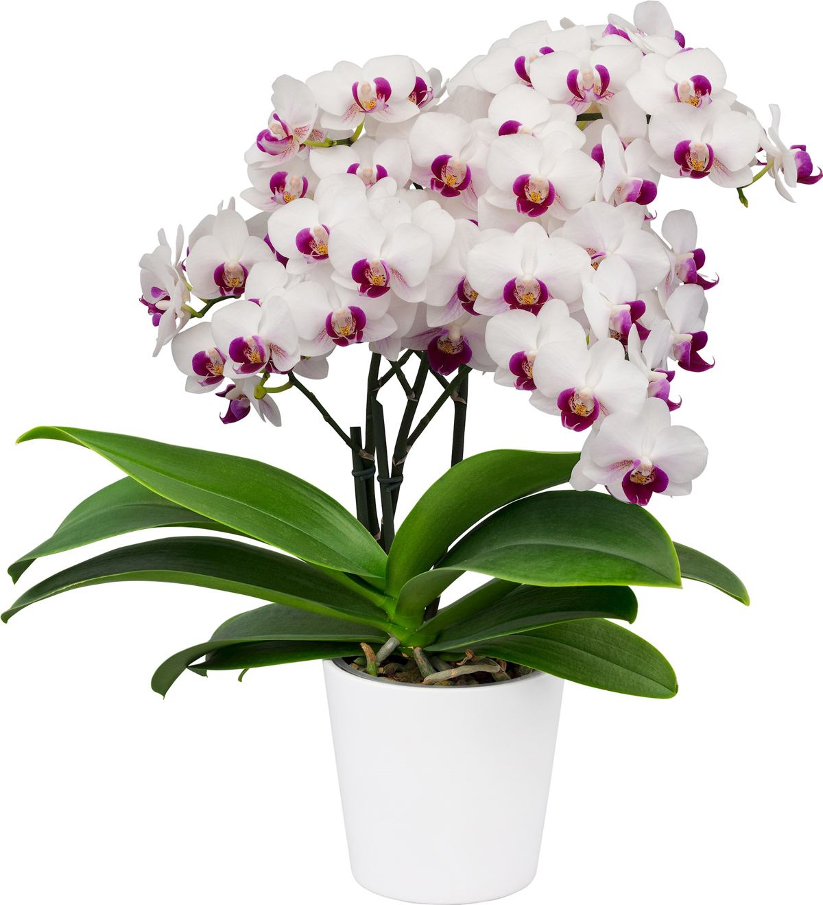 Floricultura - Floriclone Phalaenopsis