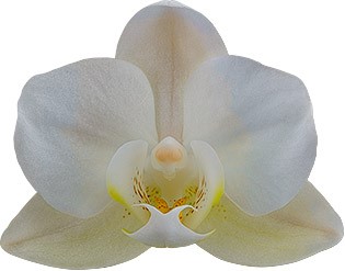 tamaño de la flor: 4,5