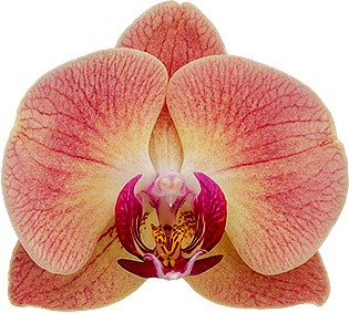 flower size: 1010848