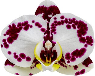 bloemgrootte: 1010965