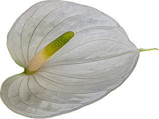 bloemgrootte: 1002105