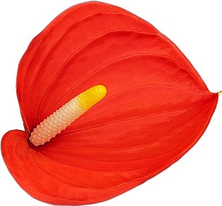 bloemgrootte: 1001618