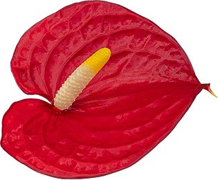 bloemgrootte: 1001620