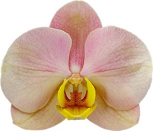 flower size: 1009960