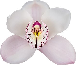 tamanho da flor: 8625