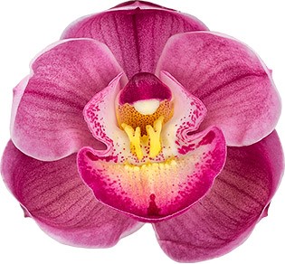 tamanho da flor: 8652