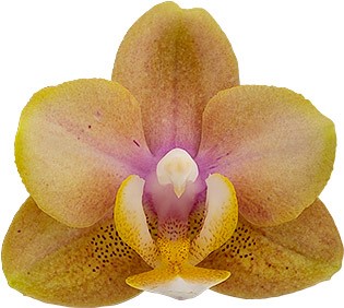 flower size: 1012966