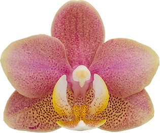 tamaño de la flor: 1012968