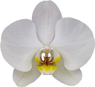 bloemgrootte: 1012790