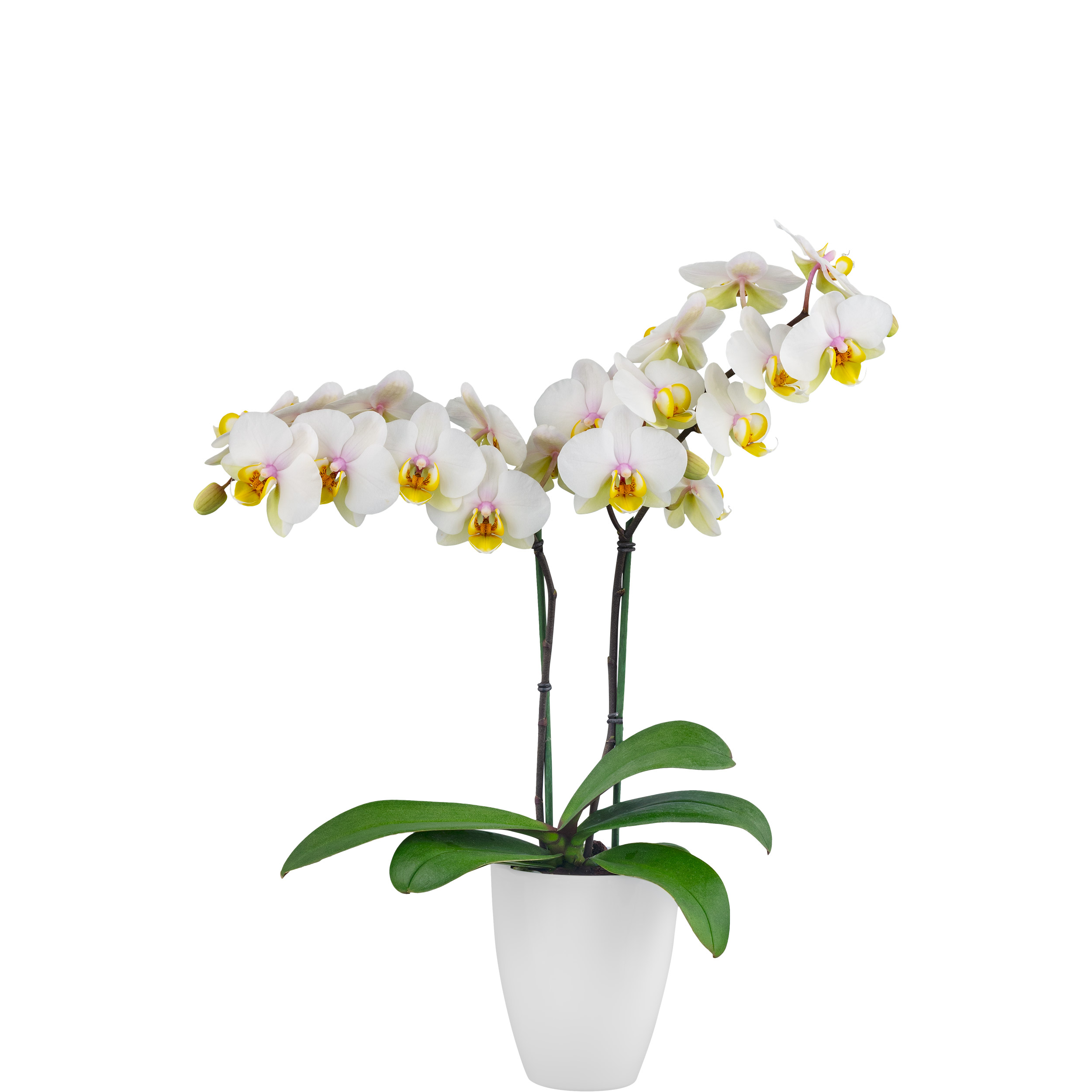 Floricultura - 214303