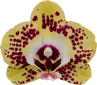 bloemgrootte: 253850