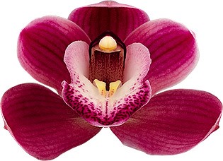 tamanho da flor: 8653