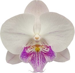 bloemgrootte: 313923