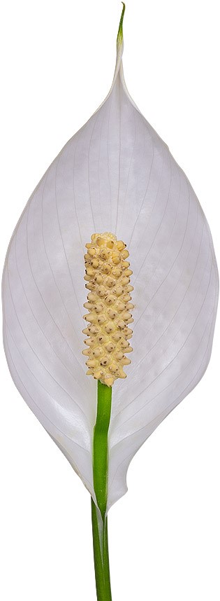 flower size: 1011945