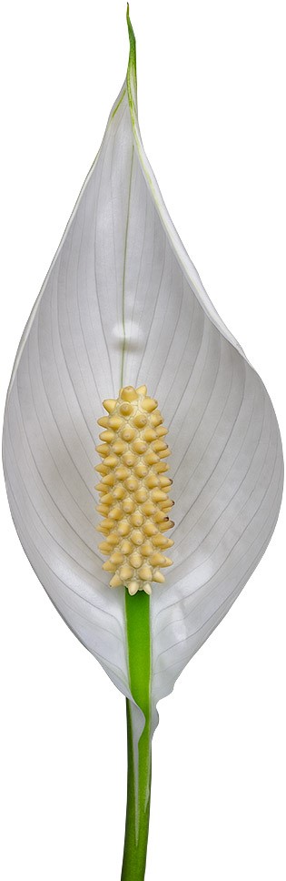 tamaño de la flor: 1011946