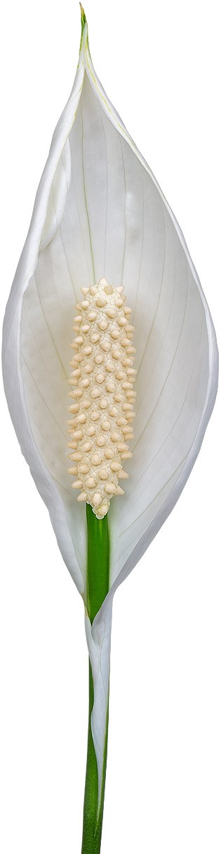 tamanho da flor: 1014490