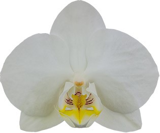 tamaño de la flor: 1000681