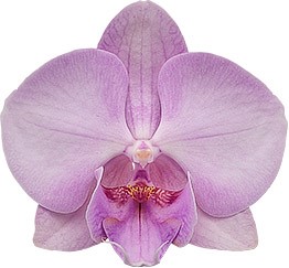 bloemgrootte: 334023