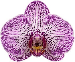 tamaño de la flor: 313996