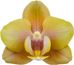 tamanho da flor: 1013252