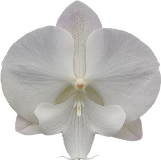 bloemgrootte: 345312