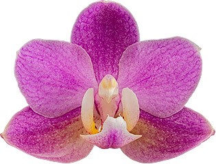 bloemgrootte: 1013894