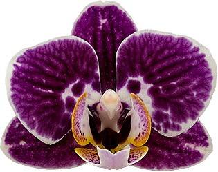 bloemgrootte: 215429