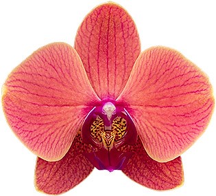 tamanho da flor: 355768