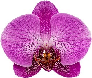 bloemgrootte: 335592