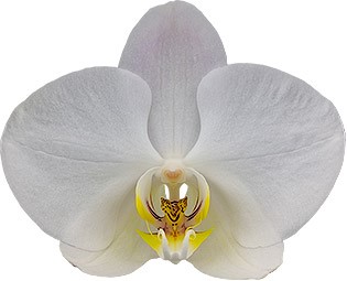 tamaño de la flor: 345933