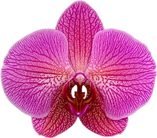 bloemgrootte: 335725