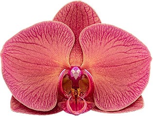 tamaño de la flor: 1013157